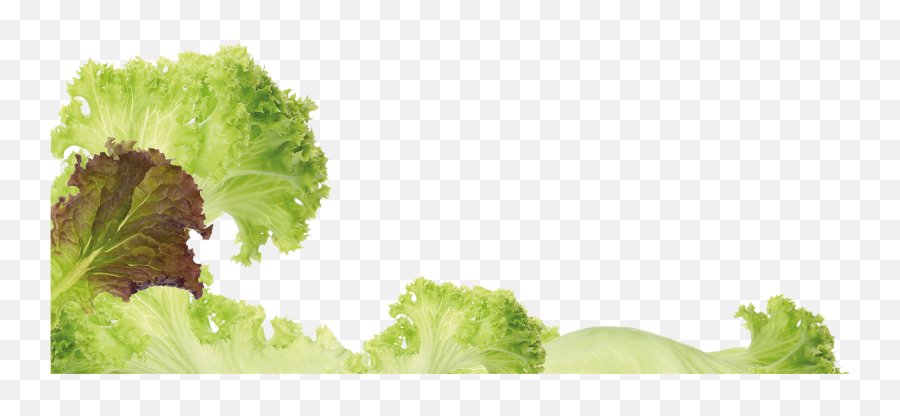 Free Head Of Lettuce Transparent Download Free Clip Art - Romaine Lettuce Emoji,Lettuce Emoji