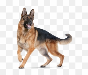 Cool D Hd Dogs - German Shepherd Emoji