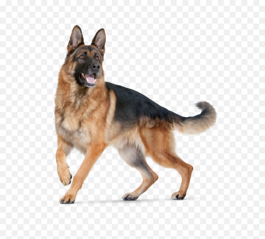 Cool D Hd Dogs - German Shepherd Dog Hd Emoji,Scottie Dog Emoji