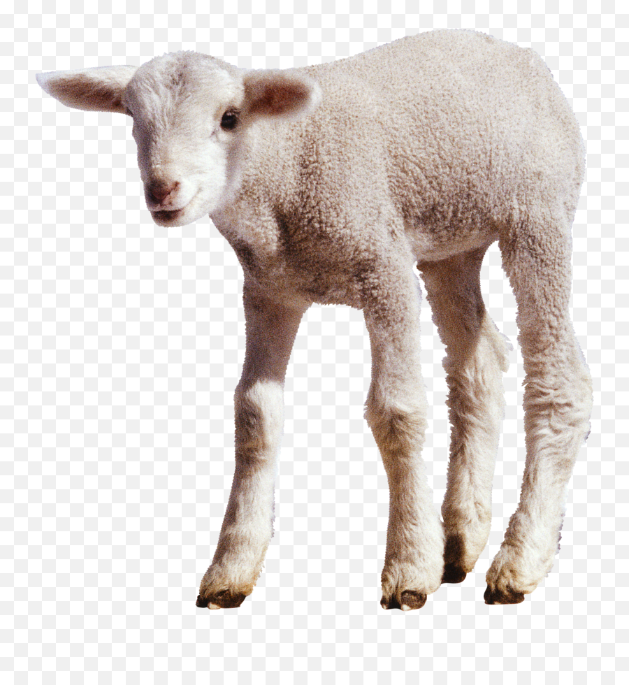 Png Transparent Baby Lamb - Transparent Sheep Emoji,Lamb Emoticon