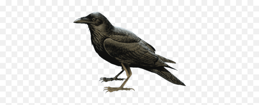 Top Three Eyed Raven Stickers For Android U0026 Ios Gfycat - American Crow Emoji,Raven Emoji