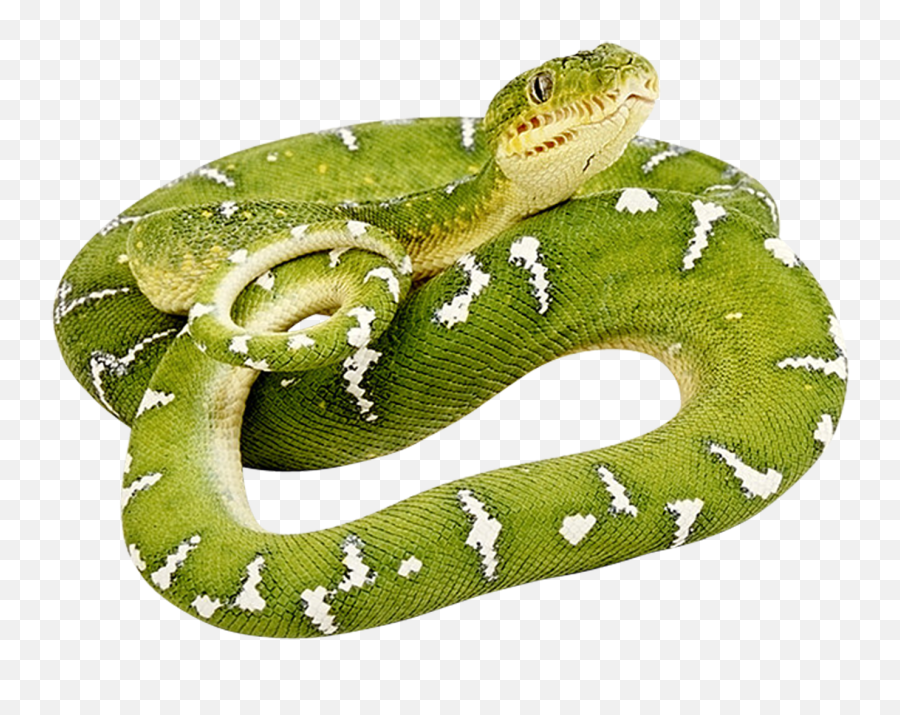 Clipart Snake Green Snake Clipart Snake Green Snake - Green Snake Transparent Background Emoji,Snake Emoji Png