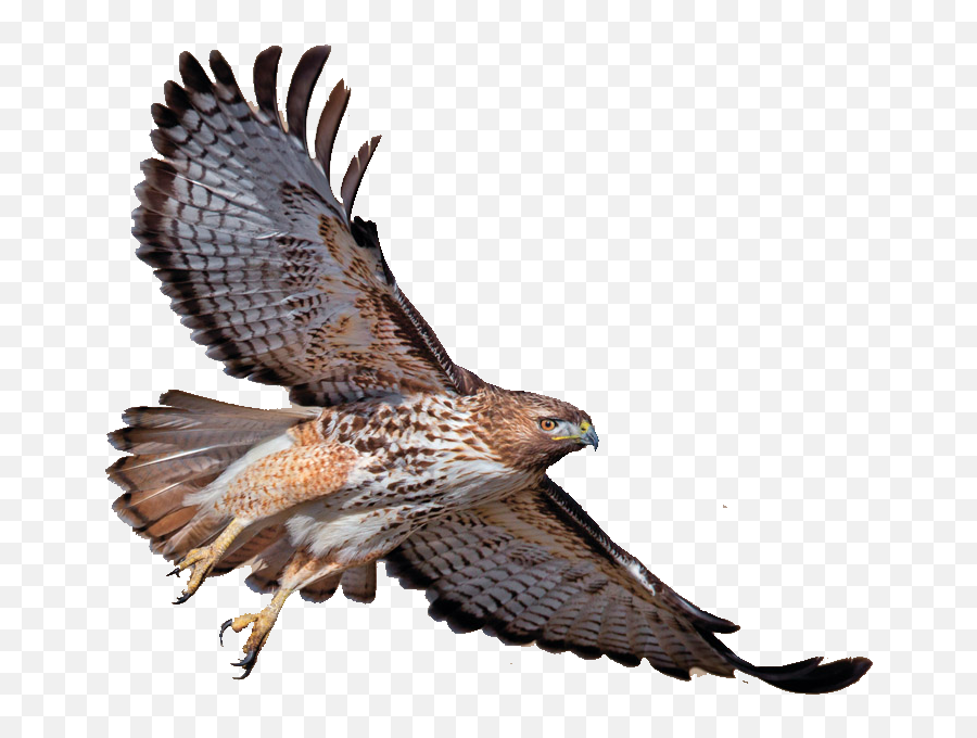 Download Turkey Red - Tailed Eagle Bald Vulture Redshouldered Red Tailed Hawk Png Emoji,Eagle Emoticon