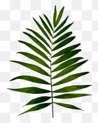 Big Image - Fern Images Clip Art Png Download Full Size Leaf Emoji