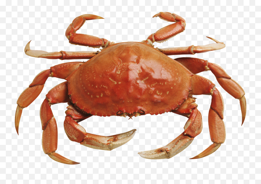 Picture - Crab Png Transparent Emoji,Crab Emojis