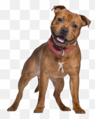 Dog Png And Vectors For Free Download - English Staffordshire Bull Terrier Red Emoji
