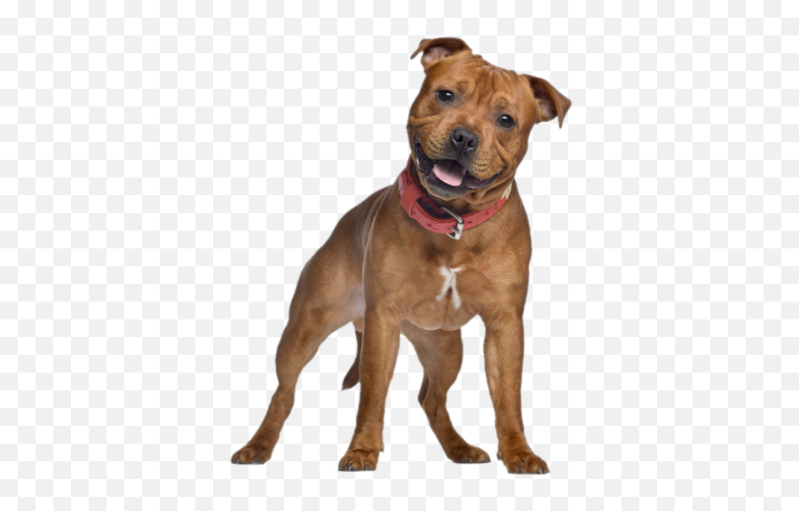 Dog Png And Vectors For Free Download - English Staffordshire Bull Terrier Red Emoji,Scottie Dog Emoji