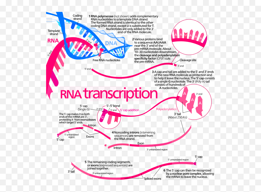 Mrna - Transcription Genetics Emoji,Emoji Pedia