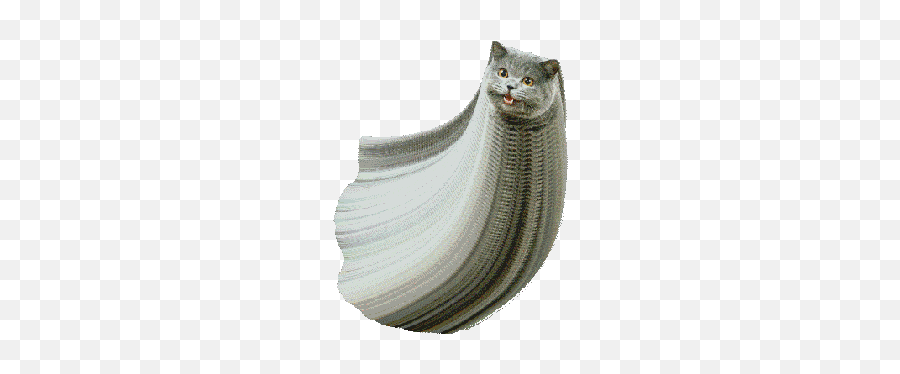 Tag For Cat Transparent Background Cat Emoji Gifs Find - Weird Funny Cats Gifs,Grumpy Cat Emoji