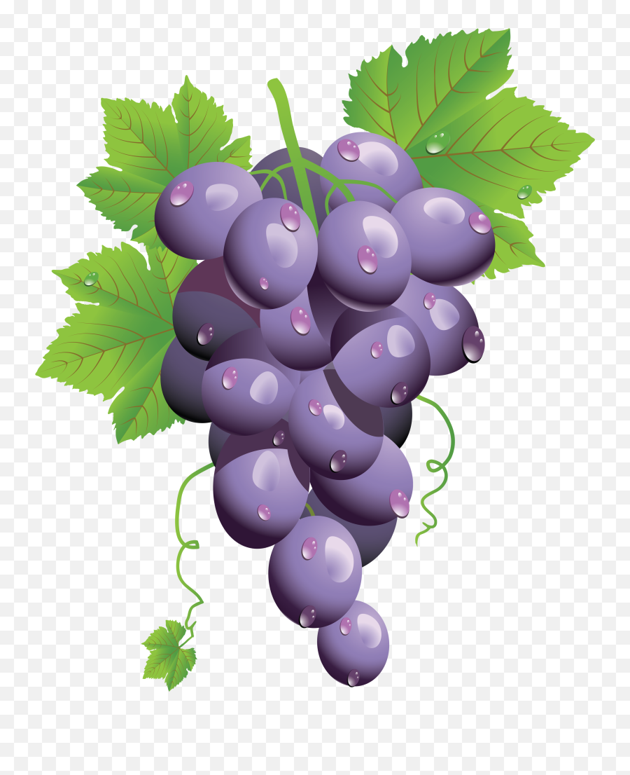 Transparent Grapes Purple Transparent Png Clipart Free - Disease Mice Model L Dopa Dose Emoji,Grapes Emoji