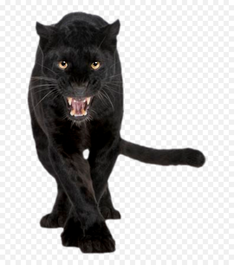 Leopard Black Panther Stock Photography - Black Panther Animal Png Emoji,Jaguar Emoji