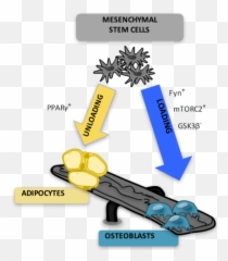 Mesenchymal Stem Cell - Ranged Weapon Emoji,Gun Emoji Change