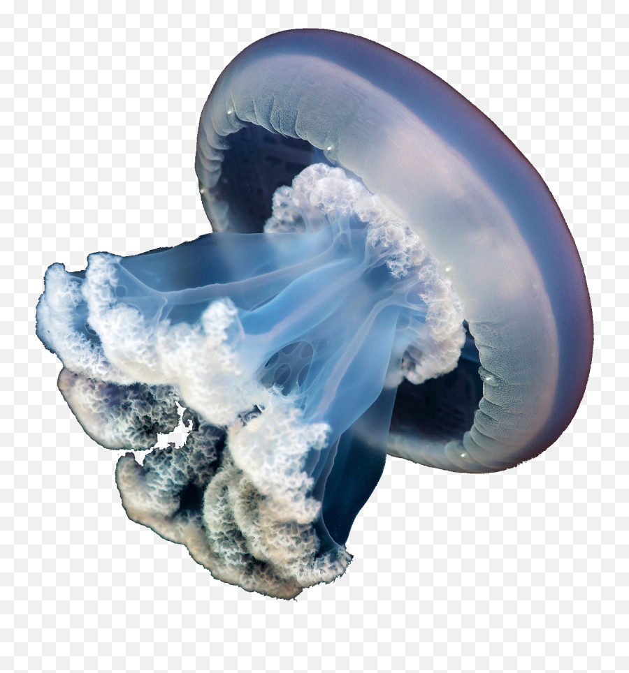 Jellyfish Jelly Fish Aquatic Marine Marinelife Aquarium - Real Jellyfish Transparent Background Emoji,Jellyfish Emoji