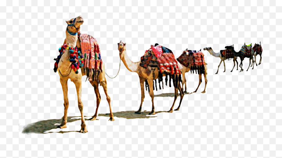Camel Camels Animal Animals Nature - Imágenes De Camellos En Png Emoji,Camel Emoji