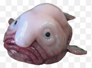 Blobfish Pics Posted - Stock Image Blob Fish Emoji,Blobfish Emoji