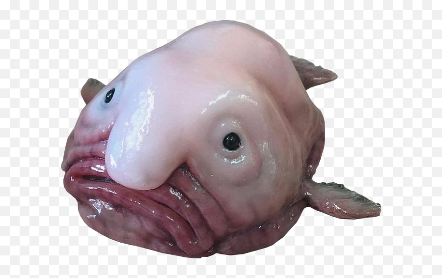 Blobfish Pics Posted - Stock Image Blob Fish Emoji,Blobfish Emoji