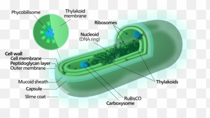 Cyanobacterium - Thylakoid In Prokaryotic Cell Emoji