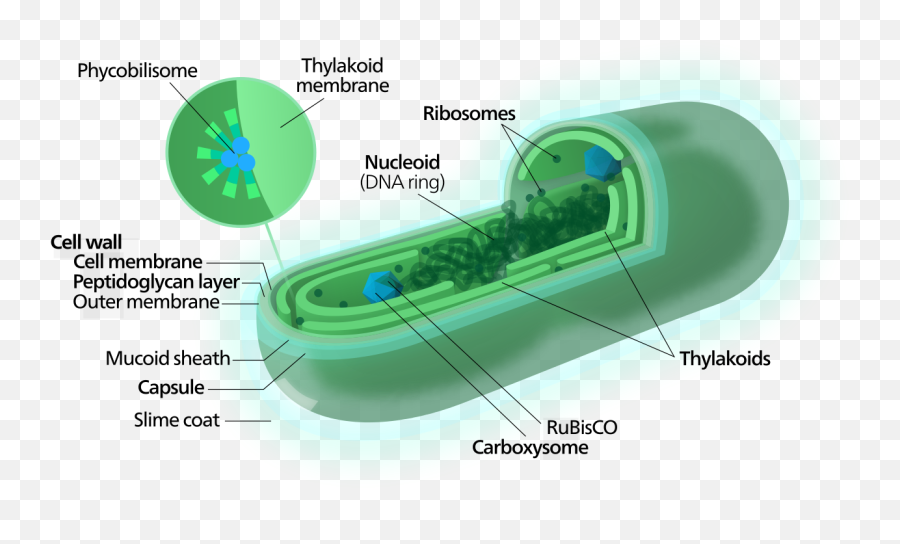 Cyanobacterium - Thylakoid In Prokaryotic Cell Emoji,Moving Emoji
