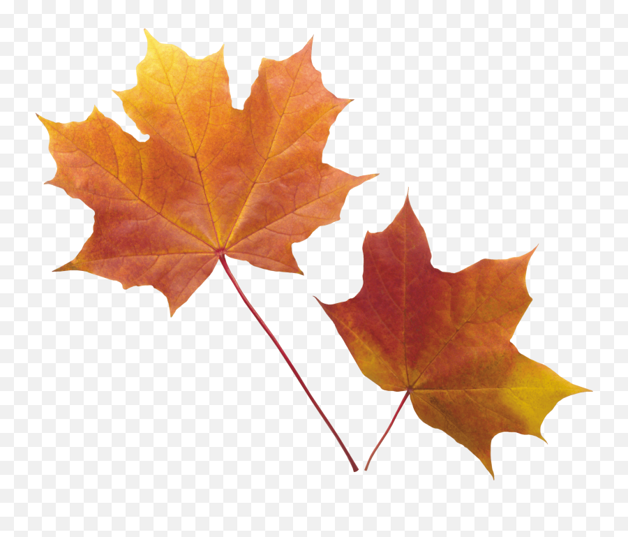 Download Autumn Png Leaf Hq Png Image Emoji,Mango Emoji Iphone