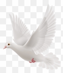 Dove Of Peace - Emoji Dove,Dove Emoji Png - free transparent emoji ...