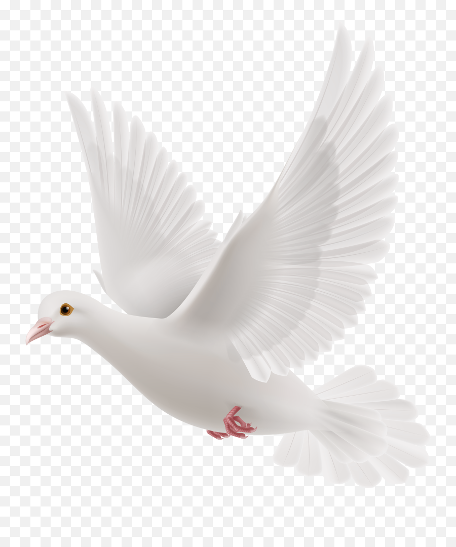 White Doves - Transparent White Dove Png Emoji,Dove Emojis