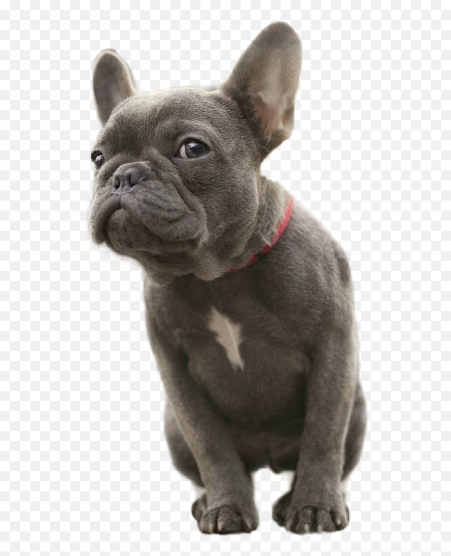 Brown Pies Dog Bulldog Black Pet - Blue French Bulldog Emoji,Bulldog Emoji