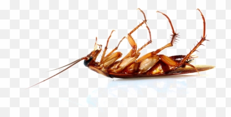 Cockroach Png Transparent Image - Dead Cockroach Png Emoji,Cockroach Emoji