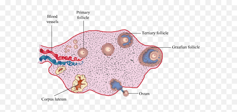 Ovary Drawing Fish Transparent Png - Diagram Of Human Ovary Emoji,Microscope And Rat Emoji