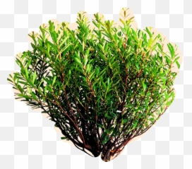 The Newest shrub Stickers on PicsArt - Grass Emoji