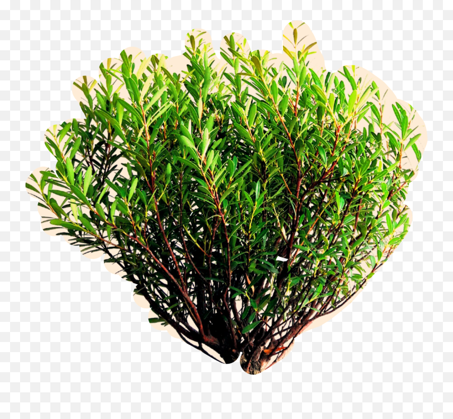 The Newest Shrub Stickers On Picsart - Grass Emoji,Shrub Emoji