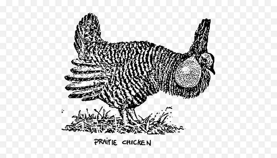 Prairie Chicken Image - Prairie Chicken Clip Art Emoji,Claw Emoji