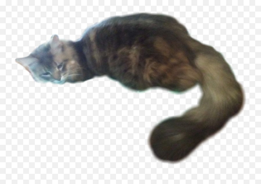 My Cat Laying Down Kitty Big Tail - Domestic Cat Emoji,Laying Emoji