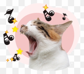 Cat Pet Animal Kitten Vector - Saude Bucal De Cães Emoji,Japanese Cat Emoticons