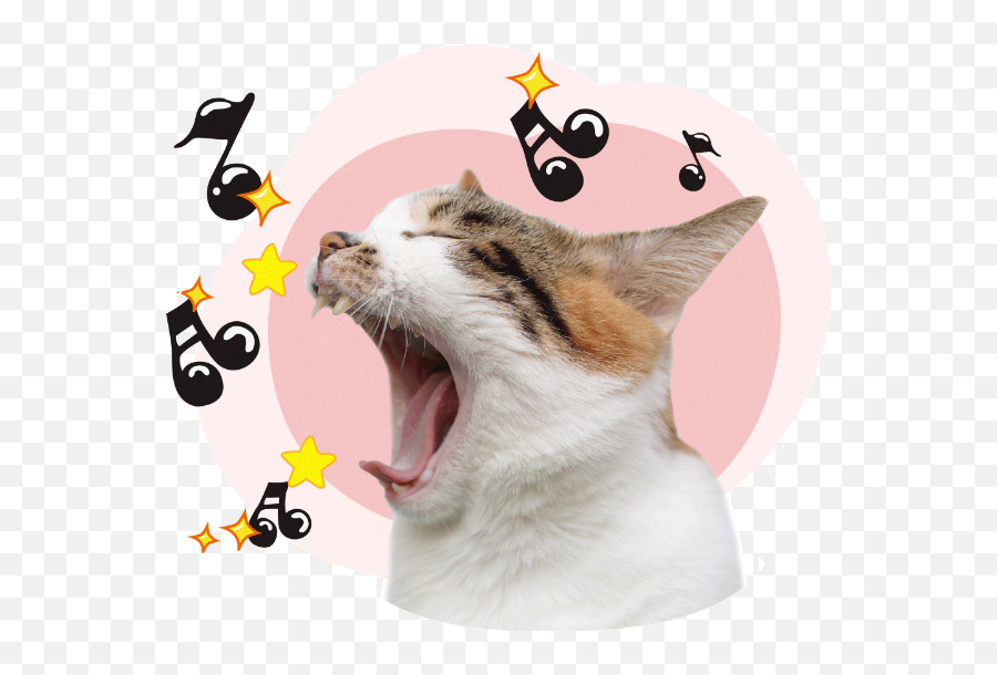 Cat Pet Animal Kitten Vector - Saude Bucal De Cães Emoji,Japanese Cat Emoticons