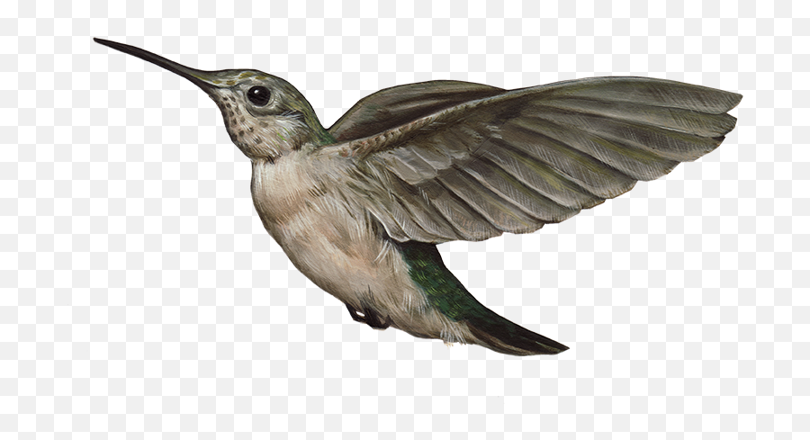 Hummingbird Png Images Free Download - Portable Network Graphics Emoji,Hummingbird Emoji