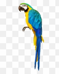 Transparent Parrot Clipart - Parrot Transparent Emoji,Parrot Emoji