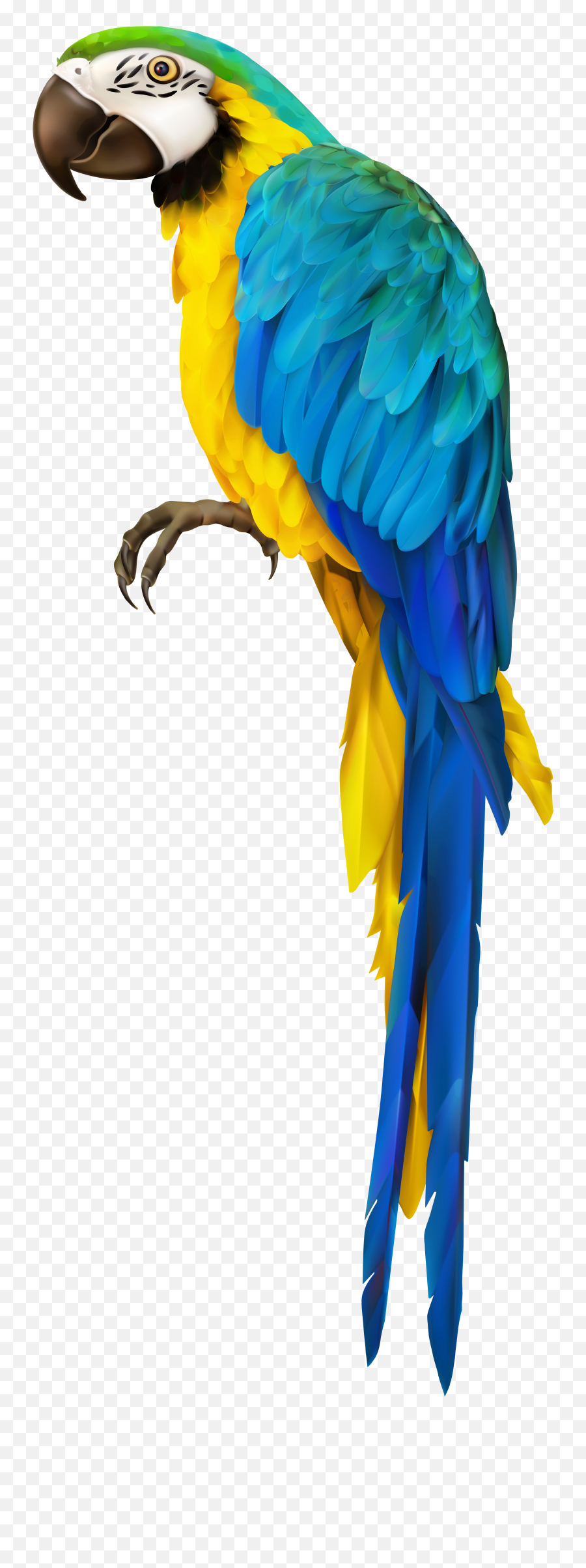 Transparent Parrot Clipart - Parrot Transparent Emoji,Parrot Emoji