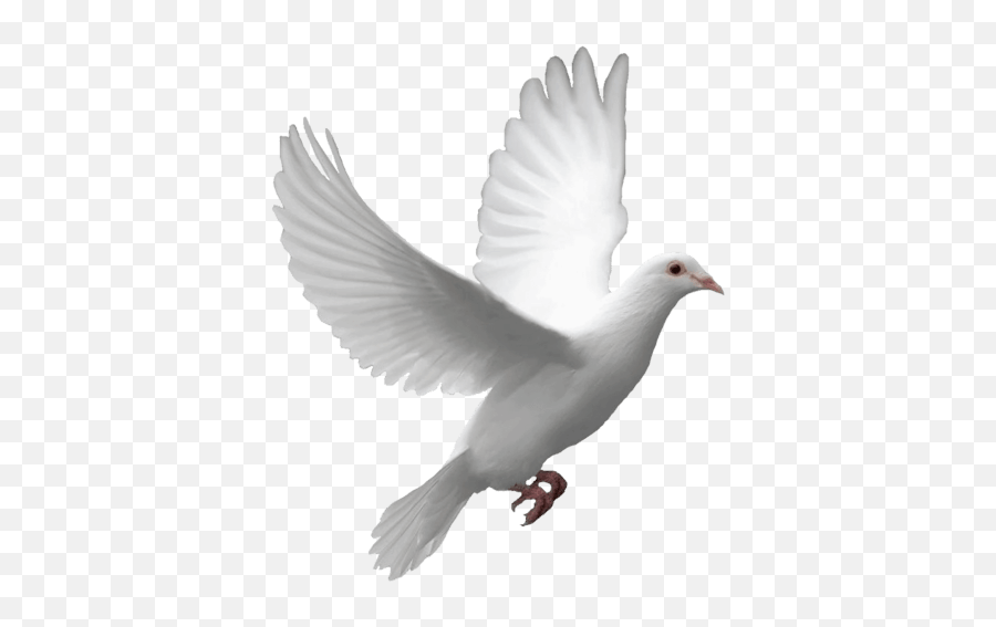 Png Doves Free Doves - Dove Transparent Png Emoji,Dove Emoji Png