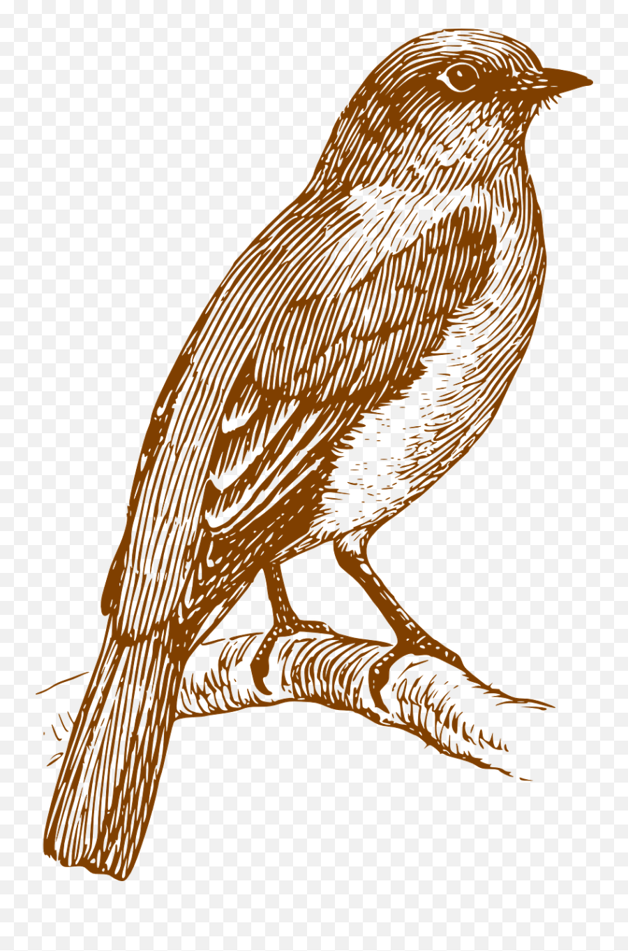 Bird Perched Aves Feathers Ornithology - Bluebird Black And White Clipart Emoji,Drake Owl Emoji