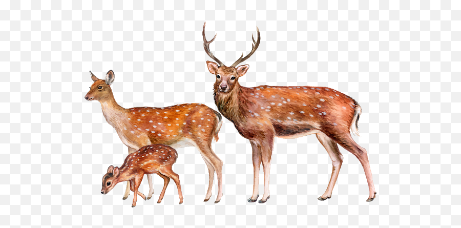 Deer Royalty - Free Illustration Image Stock Photography Baby Deer Png Emoji,Deer Emoji
