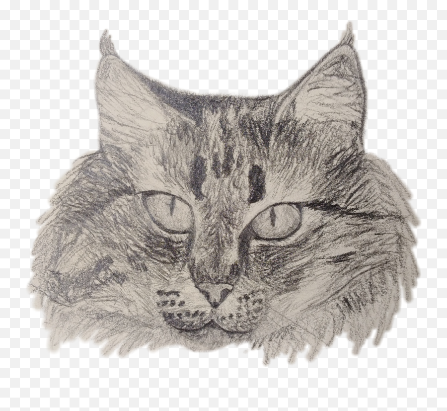 Cat Kitty Drawing Art Sketch Sketchy - Domestic Cat Emoji,Sketchy Emoji