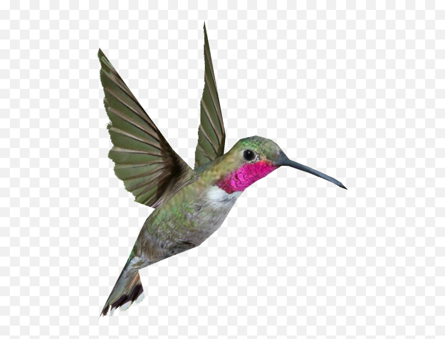 Hummingbird Png Transparent Hummingbird - Transparent Background Hummingbird Png Emoji,Hummingbird Emoji
