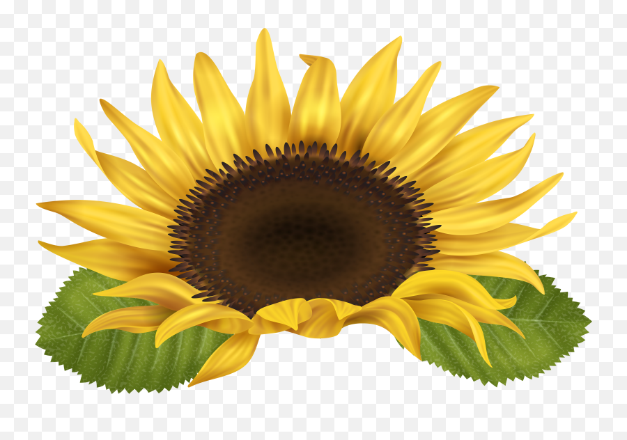 Sun Flower Png Sun Flower Png Transparent Free For Download - Free Clip Art Sunflowers Emoji,Sunflower Emoji Png