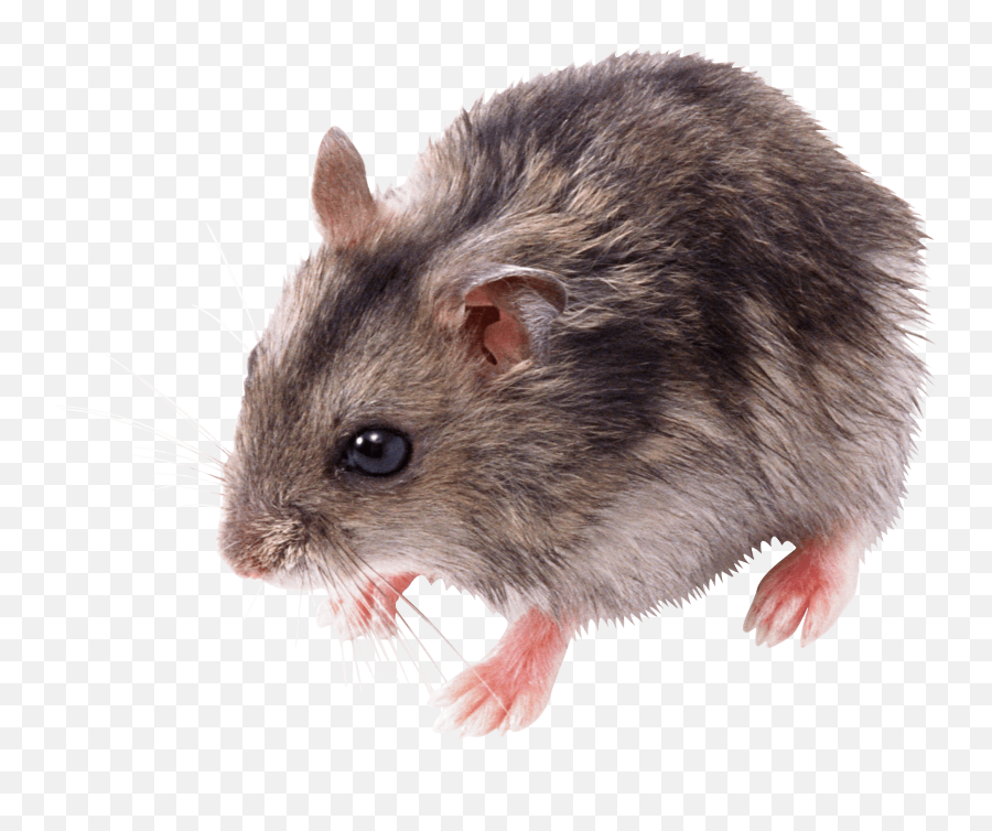 Download Little Mouse Rat Png Image Hq - Mice Png Emoji,Microscope And Rat Emoji