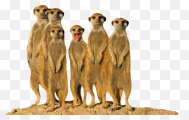 Meerkat Wildanimal Familyofanimals - Facebook Cover Photo Animals Emoji,Meerkat Emoji