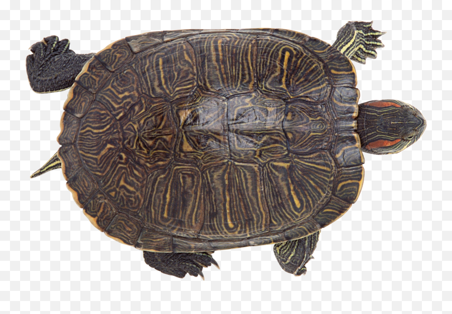 Turtle Png - Turtle Emoji,Elder Scrolls Emoji