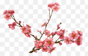 Library Of Plum Flower Picture Black - Transparent Cherry Blossom Png Emoji,Cherry Blossom Emoji