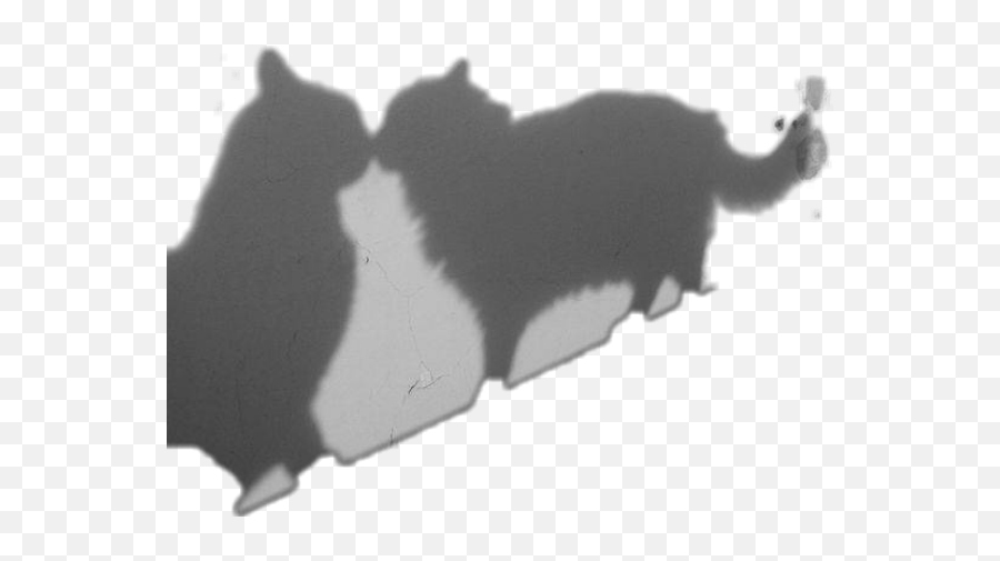Shadow Kiss Catkiss Cat Cats Blackcats Meow Kitty Pets - Shadow Emoji,Cat Kiss Emoji
