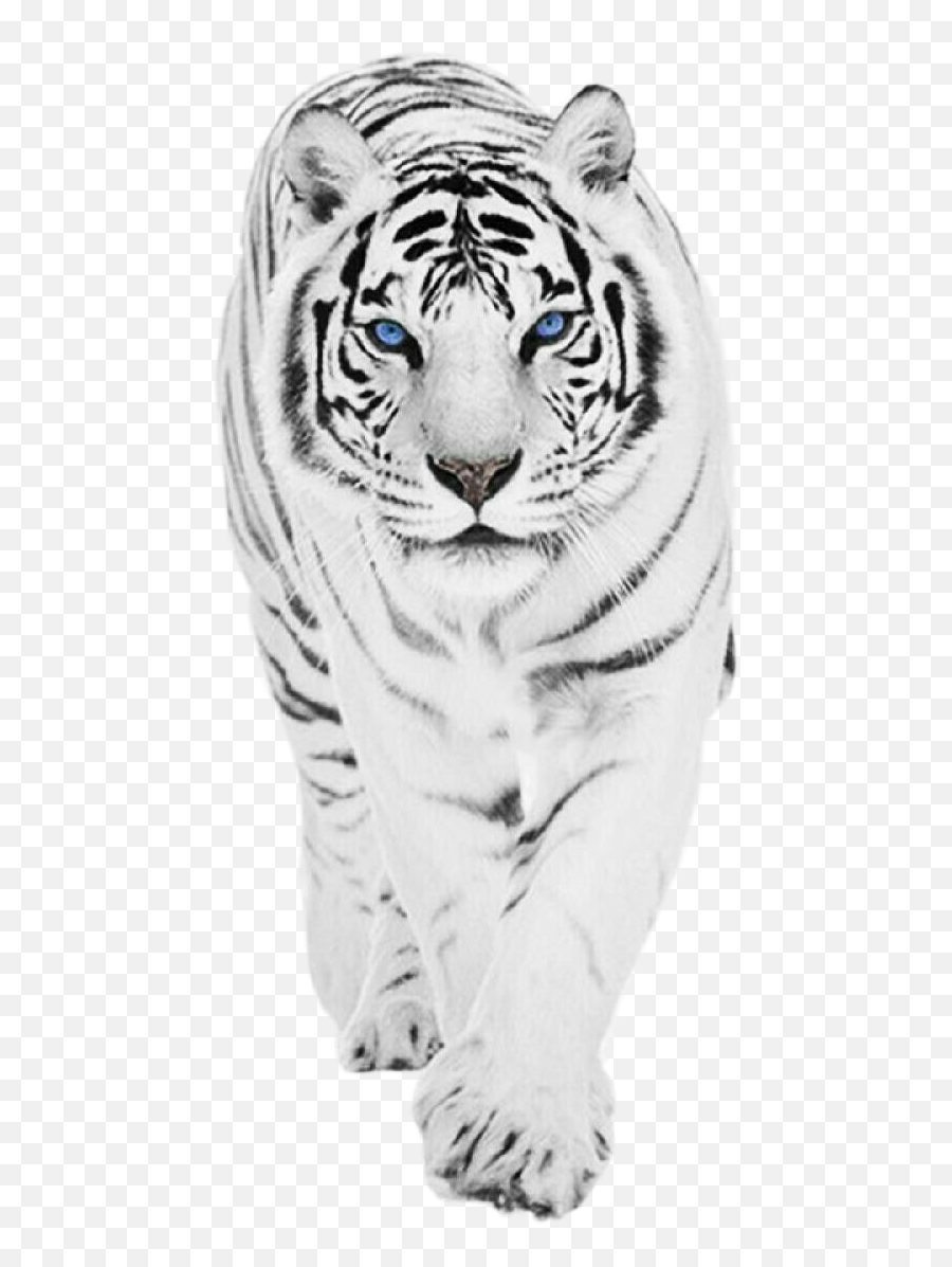 Tiger White Tigre Blanco - Sticker By Laura Okami White Tiger Tiger Aesthetic Emoji,White Tiger Emoji