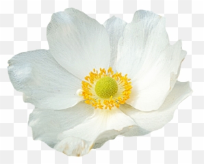 Png Clipping Flower Emoji